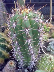 Trichocereus skottsbergii