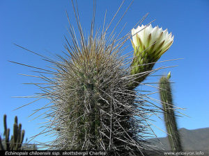 Trichocereus skottsbergii