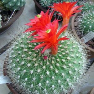 Matucana formosa