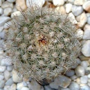 Matucana hystrix v.atrispinosa