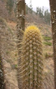 Weberbauerocereus churinensis
