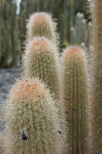 Weberbauerocereus johnsonii