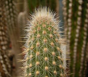 Weberbauerocereus longicomus