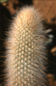 Weberbauerocereus rauhii