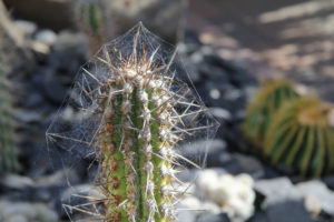 Weberbauerocereus weberbauer