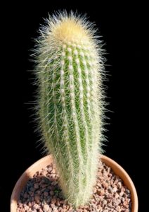 Weberbauerocereus winterianus