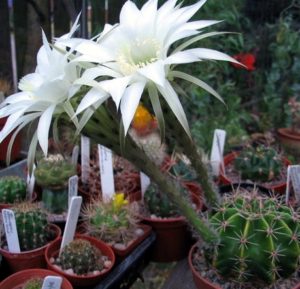 Echinopsis adolfofriedrichii