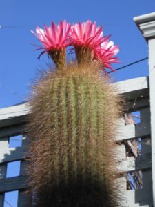Echinopsis antezanae