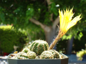 Echinopsis arachnacantha