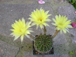 Echinopsis aurea