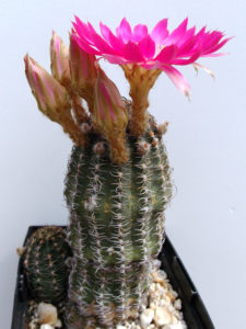 Echinopsis backebergii