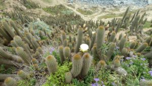 Echinopsis bolligeriana
