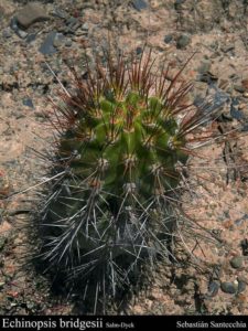 Echinopsis bridgesii