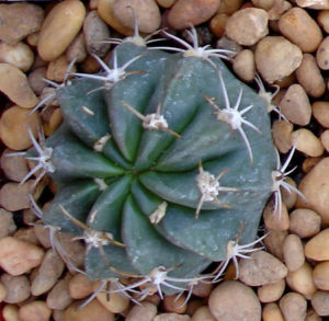 Echinopsis calliantholilacina