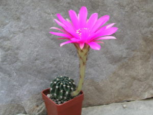 Echinopsis calliantholilacina