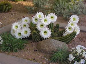 Echinopsis candicans