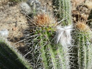 Echinopsis caulescens