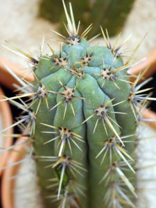 Echinopsis cephalomacrostibas