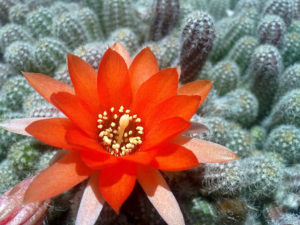 Echinopsis chamaecereus