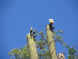 Echinopsis chiloensis