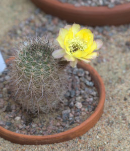 Echinopsis chrysantha