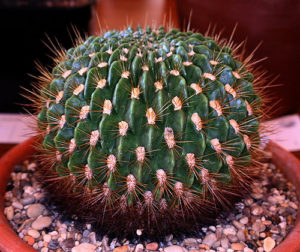 Echinopsis chrysochete