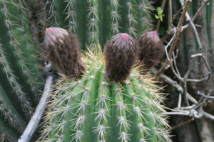 Echinopsis cochabambensis