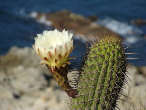 Echinopsis coquimbana