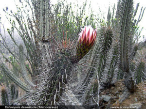 Echinopsis deserticol