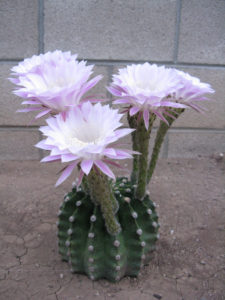 Echinopsis eyriesii