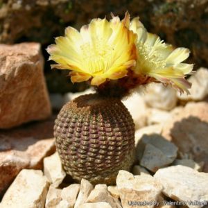 Echinopsis famatimensis