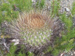 Echinopsis ferox