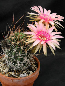 Echinopsis feroxEchinopsis ferox