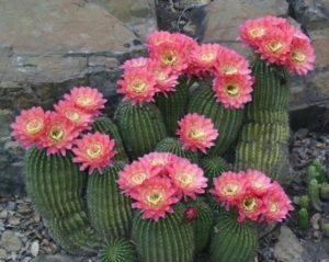Echinopsis formosa