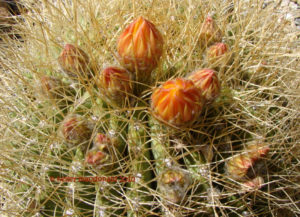 Echinopsis formosa