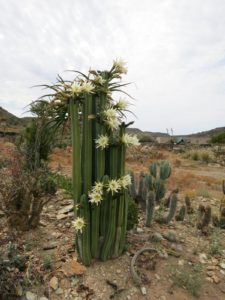 Echinopsis pachanoi