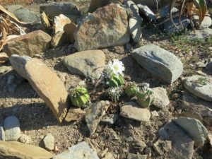 Echinopsis subdenudata