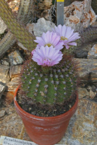 Acanthocalycium klimpelianum