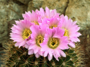 Acanthocalycium spiniflorum