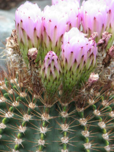 Acanthocalycium spiniflorum