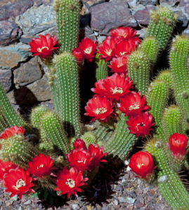 Echinopsis huascha