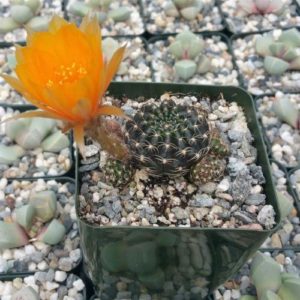 Lobivia arachnacantha
