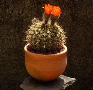 Lobivia bruchi