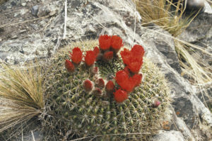 Lobivia bruchii