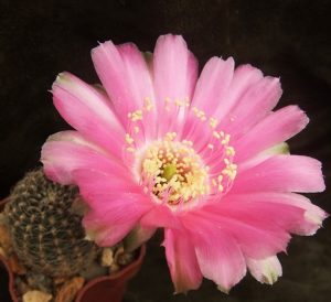 Lobivia drijveriana