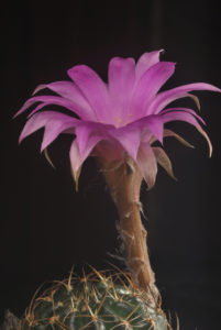 Lobivia euanthema