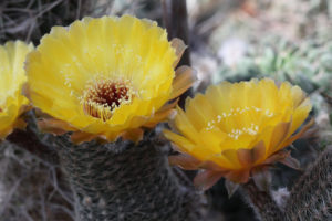 Lobivia famatinensis