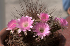 Lobivia ferox