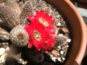 Lobivia pygmaea v. colorea