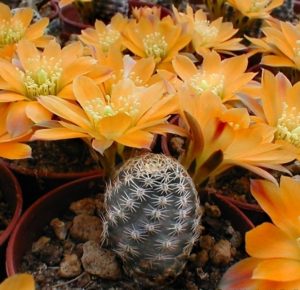 Lobivia pygmaea var.diersiana